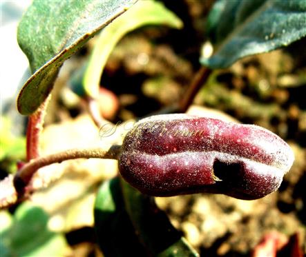  Fruit